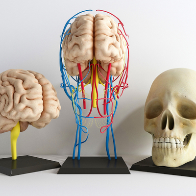 Modern medical anatomy model of human brain