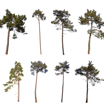 Pine Tree 2D Component