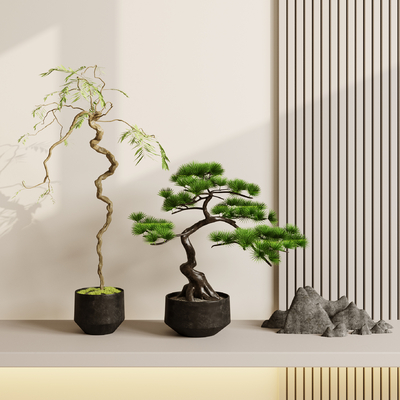 Welcome pine bonsai