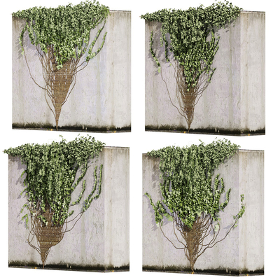 Modern creeper vine landscape plant wall