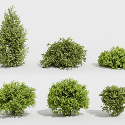 Modern Green Plant Shrubs