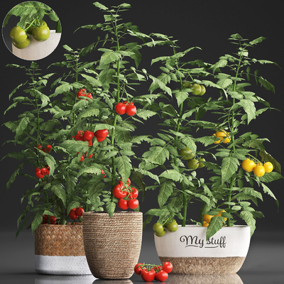 Tomato crop pot