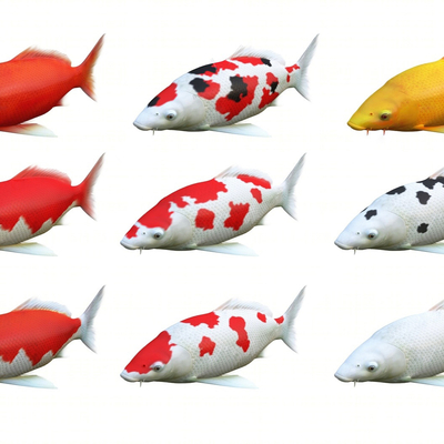 Koi Carp Ornamental Fish