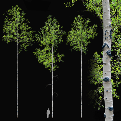 White Birch Garden Trees Street Trees