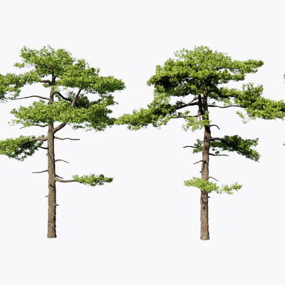 Welcome pine landscape tree