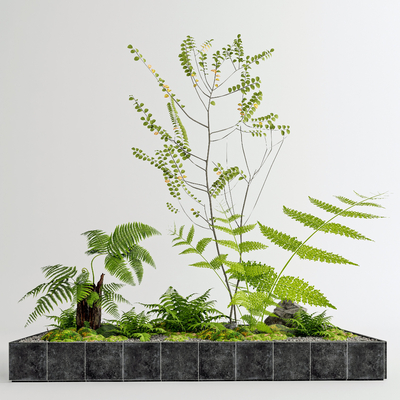 Modern fern moss flower bed