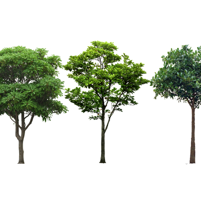 2D Ligustrum lucidum Magnolia handed over wooden street tree