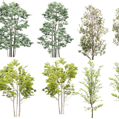 Landscape Tree 2D Component