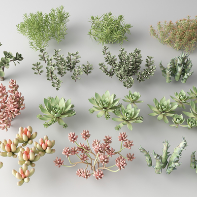 Modern succulents