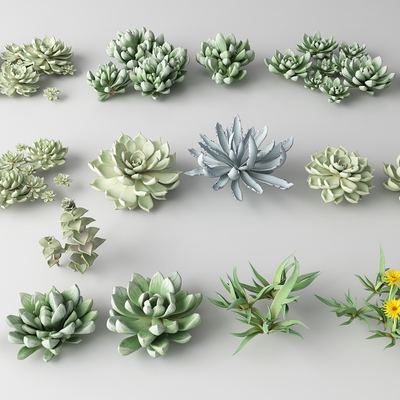 Modern succulents