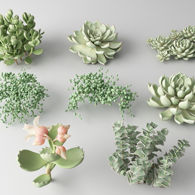 Modern succulents fleshy green plants