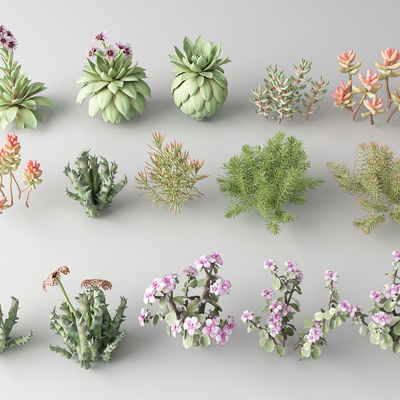 Modern succulents