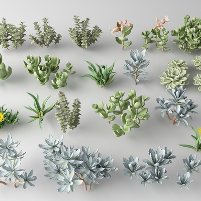 Modern succulents