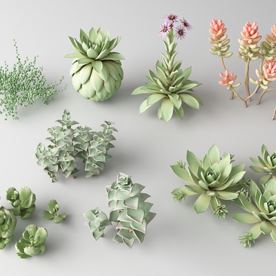 Modern succulents