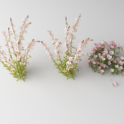 Modern flowers and wild flowers