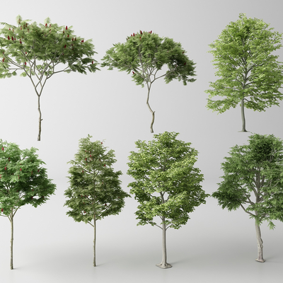 Landscape Trees Trees Arbor