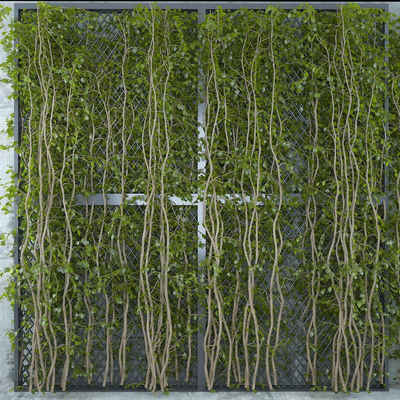 Vine Plant Wall