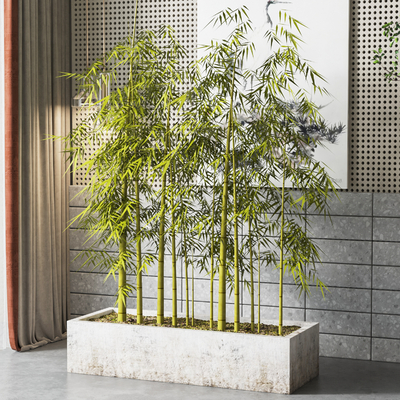 Modern bamboo potted plant