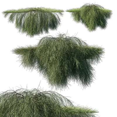 Casuarina Balcony Climbing Wall Plant