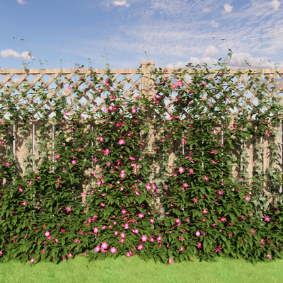 Morning glory vine flower stand