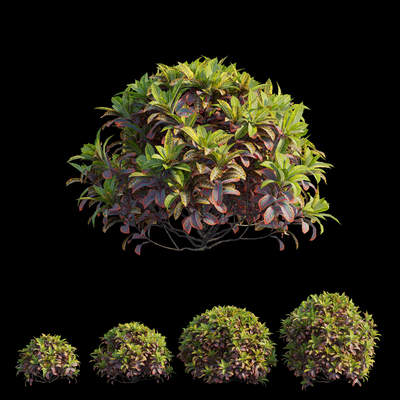 modern bush ball