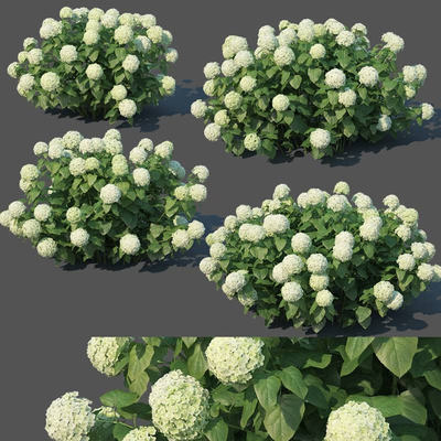 Modern Hydrangea Shrub