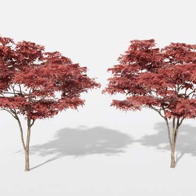 Japanese red maple