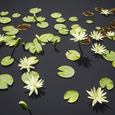 water lotus lotus leaf aquatic plant