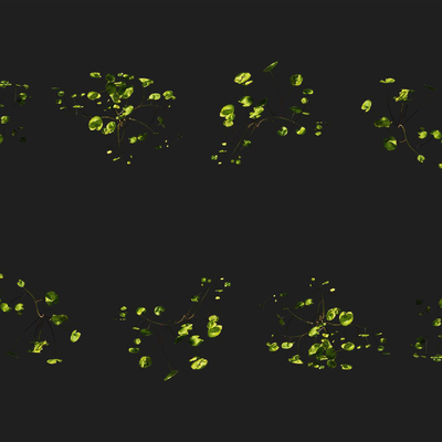 Phytoplanktids Aquatic Plant