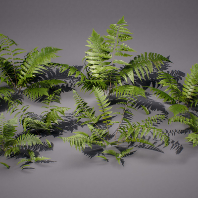 Beech fern Venus fern