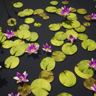 pond lotus lotus leaf aquatic plant