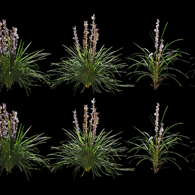 lily grass flowers