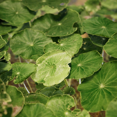 water hyacinth aquatic plant