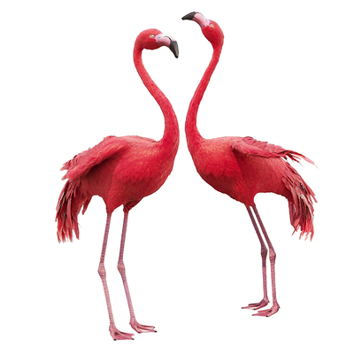 Flamingo animals