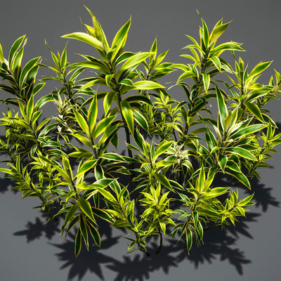 lily bamboo flowers and grass