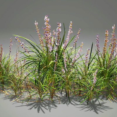 lily grass flowers