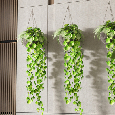 hanging basket vine