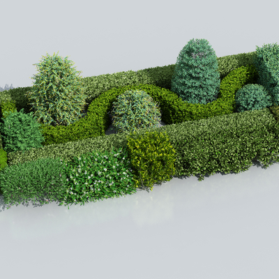 Shaped shrub hedge