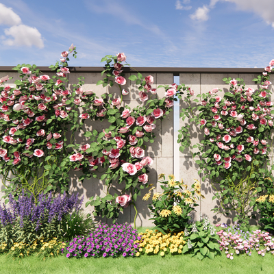 Rose climbing vines and flowers