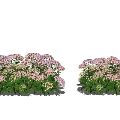 Flowers Flowers Flowers Shrubs Hydrangea