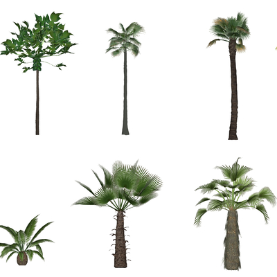 Modern Palm Tree