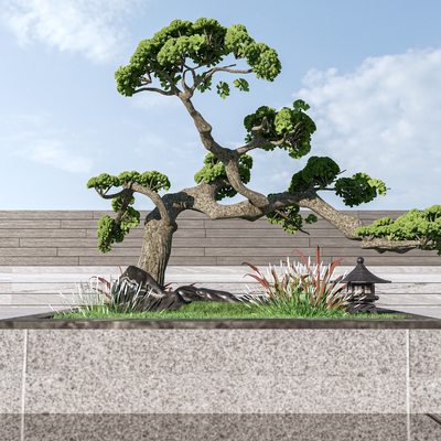 Pok Han Pine Bonsai Flower bed