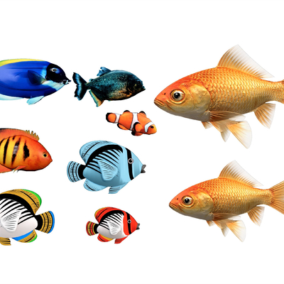 marine fish tropical fish carp