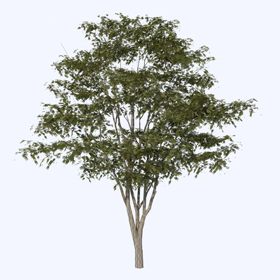 arbor modeling tree