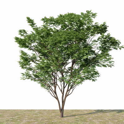 arbor modeling tree