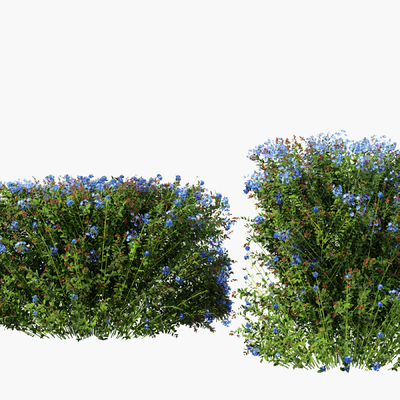 Modern shrub hedge