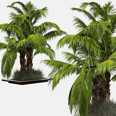 Modern Palm Tree