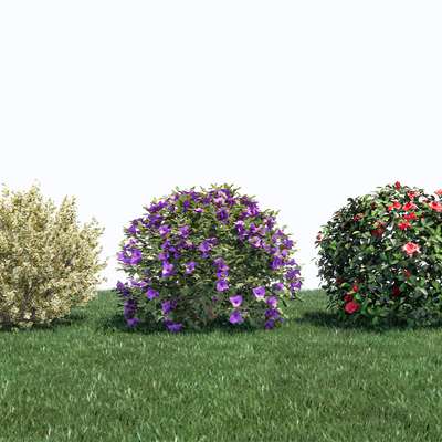 Shrubs Shrub Ball Red Leaf Photinia Camellia Lilac