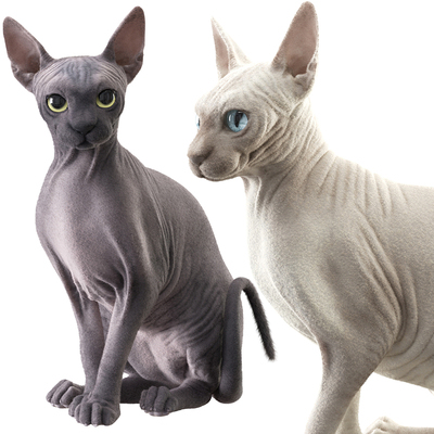 Modern hairless cat