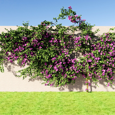 Vine Bougainvillea Leaf Flower Climbing Vine